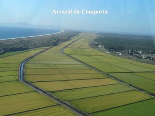 Arrozal da Comporta
 