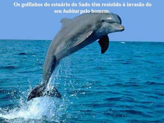 Os golfinhos do estuário do Sado têm resistido à invasão do
                 seu habitat pelo homem.
 