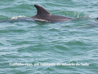 Golfinho-roaz, um babitante do estuário do Sado
 