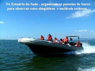 No Estuário do Sado , organizam-se passeios de barco
 para observar estes simpáticos e sociáveis cetáceos.
 