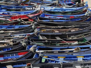 Doca Pesca de Setúbal
 