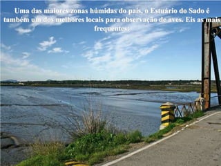 Uma das maiores zonas húmidas do país, o Estuário do Sado é
também um dos melhores locais para observação de aves. Eis as mais
                          frequentes:
 