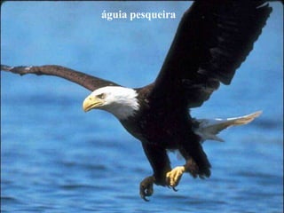 águia pesqueira
 