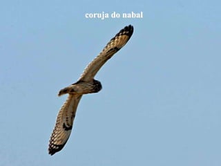 coruja do nabal
 