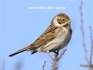 escrevedeira dos caniços
 