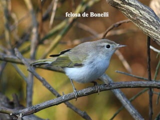 felosa de Bonelli
 