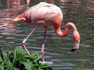 flamingo
 