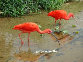 garça vermelha
 