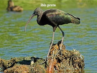 ibis preta
 