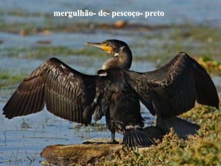 mergulhão- de- pescoço- preto
 