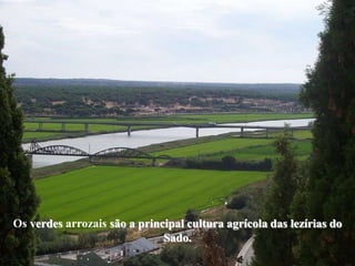 Os verdes arrozais são a principal cultura agrícola das lezírias do
                              Sado.
 