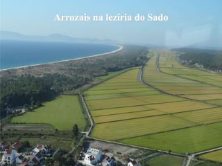 Arrozais na lezíria do Sado
 