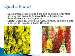    Das inúmeras espécies de flora que se podem encontrar
    nas diversas áreas da Reserva Natural Estuário do
    Sado, destacamos as seguintes:
   Giesta, Dedaleira, Lírio, Feto, Camarinheira, Tomilho, Santol
    inha, Cardo, Rolador e Bocas De Lobo  .
 