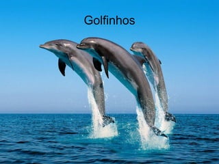 Golfinhos 