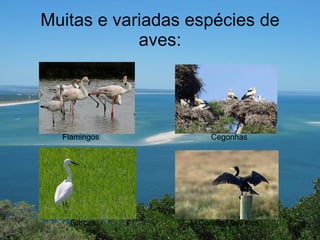 Muitas e variadas espécies de aves: Flamingos Garças Cegonhas Corvos Marinhos 