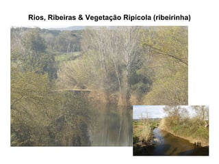 Rios, Ribeiras & Vegetação Ripícola (ribeirinha) 