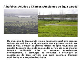 Albufeiras, Açudes e Charcas (Ambientes de água parada) Os ambientes de água parada têm um importante papel para espécies de insectos, anfíbios e de alguns répteis que aí passam parte do seu ciclo de vida. Contudo as grandes massas de água resultantes das grandes barragens são muito contestadas devido aos seus enormes impactos ambientais sobre os restantes ecossistemas, nomeadamente, a destruição de montados e destruição de ecossistema de água corrente, dos quais dependem inúmeras espécies agora ameaçadas de extinção. 