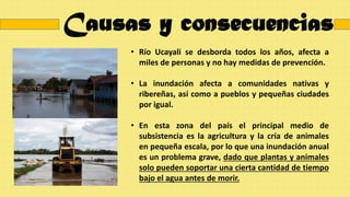• Río Ucayali se desborda todos los años, afecta a
miles de personas y no hay medidas de prevención.
• La inundación afecta a comunidades nativas y
ribereñas, así como a pueblos y pequeñas ciudades
por igual.
• En esta zona del país el principal medio de
subsistencia es la agricultura y la cría de animales
en pequeña escala, por lo que una inundación anual
es un problema grave, dado que plantas y animales
solo pueden soportar una cierta cantidad de tiempo
bajo el agua antes de morir.
Causas y consecuencias
 
