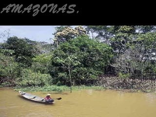 AMAZONAS, BRASIL   
