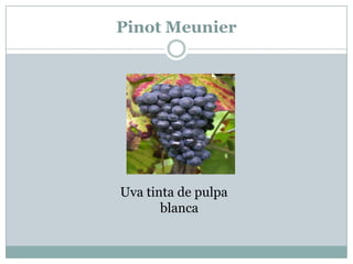 Pinot Meunier




Uva tinta de pulpa
       blanca
 
