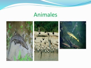 Animales