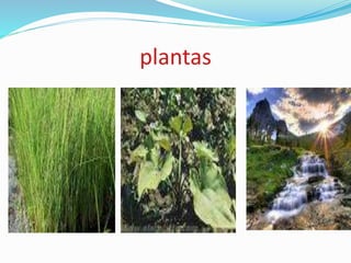 plantas