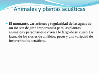 Animales y plantas acuáticas
El montante, variaciones y regularidad de las aguas de
un río son de gran importancia para las plantas,
animales y personas que viven a lo largo de su curso. La
fauna de los ríos es de anfibios, peces y una variedad de
invertebrados acuáticos.