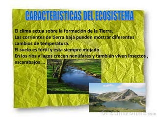 El clima actua sobre la formación de la Tierra.
Las corrientes de tierra baja pueden mostrar diferentes
cambios de temperatura.
El suelo es fértil y esta siempre mojado.
En los ríos y lagos crecen nenúfares y también viven insectos ,
escarabajos …
 