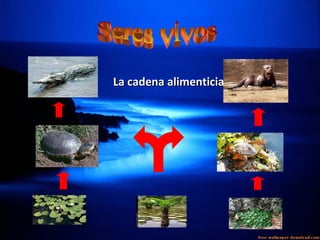 La cadena alimenticia
 