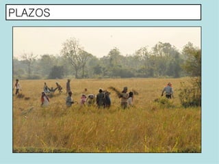 PLAZOS 