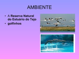 AMBIENTE A  Reserva Natural do Estuário do Tejo golfinhos 