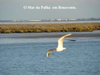 O Mar da Palha em Benavente.
 