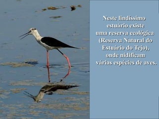 Neste lindíssimo
    estuário existe
uma reserva ecológica
 (Reserva Natural do
  Estuário do Tejo),
    onde nidificam
várias espécies de aves.
 