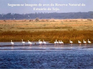 Seguem-se imagens de aves da Reserva Natural do
               Estuário do Tejo.
 