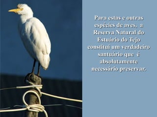 Para estas e outras
  espécies de aves, a
  Reserva Natural do
   Estuário do Tejo
constitui um verdadeiro
    santuário que é
     absolutamente
 necessário preservar.
 