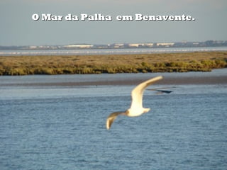 O Mar da Palha em Benavente.

 