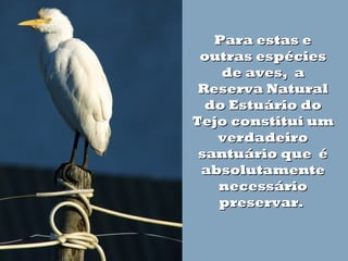 Para estas e
outras espécies
de aves, a
Reserva Natural
do Estuário do
Tejo constitui um
verdadeiro
santuário que é
absolutamente
necessário
preservar.

 