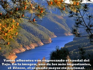 Varios afluentes van engrosando el caudal delVarios afluentes van engrosando el caudal del
Tajo. En la imagen, uno de los más importantes,Tajo. En la imagen, uno de los más importantes,
el Zêzere, el segundo mayor río nacional.el Zêzere, el segundo mayor río nacional.
 