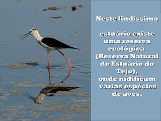 Neste lindíssimoNeste lindíssimo
  
estuário existeestuário existe
uma reservauma reserva
ecológica ecológica 
(Reserva Natural(Reserva Natural
do Estuário dodo Estuário do
Tejo),Tejo),
onde nidificamonde nidificam
  várias espéciesvárias espécies
de aves.de aves.
 