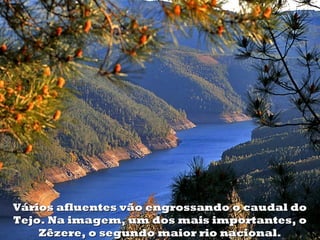 Vários afluentes vão engrossando o caudal doVários afluentes vão engrossando o caudal do
Tejo. Na imagem, um dos mais importantes, oTejo. Na imagem, um dos mais importantes, o
Zêzere, o segundo maior rio nacional.Zêzere, o segundo maior rio nacional.
 