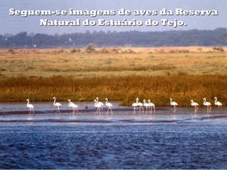 Seguem-se imagens de aves da ReservaSeguem-se imagens de aves da Reserva
Natural do Estuário do Tejo.Natural do Estuário do Tejo.
 
