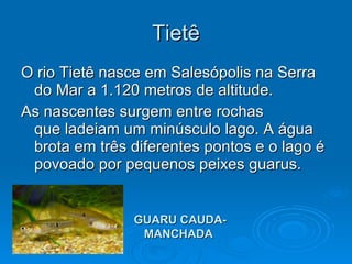 Tietê O rio Tietê nasce em Salesópolis na Serra do Mar a 1.120 metros de altitude.  As nascentes surgem entre rochas  que ladeiam um minúsculo lago. A água brota em três diferentes pontos e o lago é povoado por pequenos peixes guarus. GUARU CAUDA-MANCHADA   