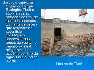 Lixo no rio Tietê Garças e capivaras fogem do Parque Ecológico Tietê e são vistas nas margens do Rio, até jacaré já apareceu. Somente os peixes que respiram na superfície conseguem sobreviver nas águas da capital, é preciso existir 4 miligramas de oxigênio por litro de água. Hoje o índice é zero. 