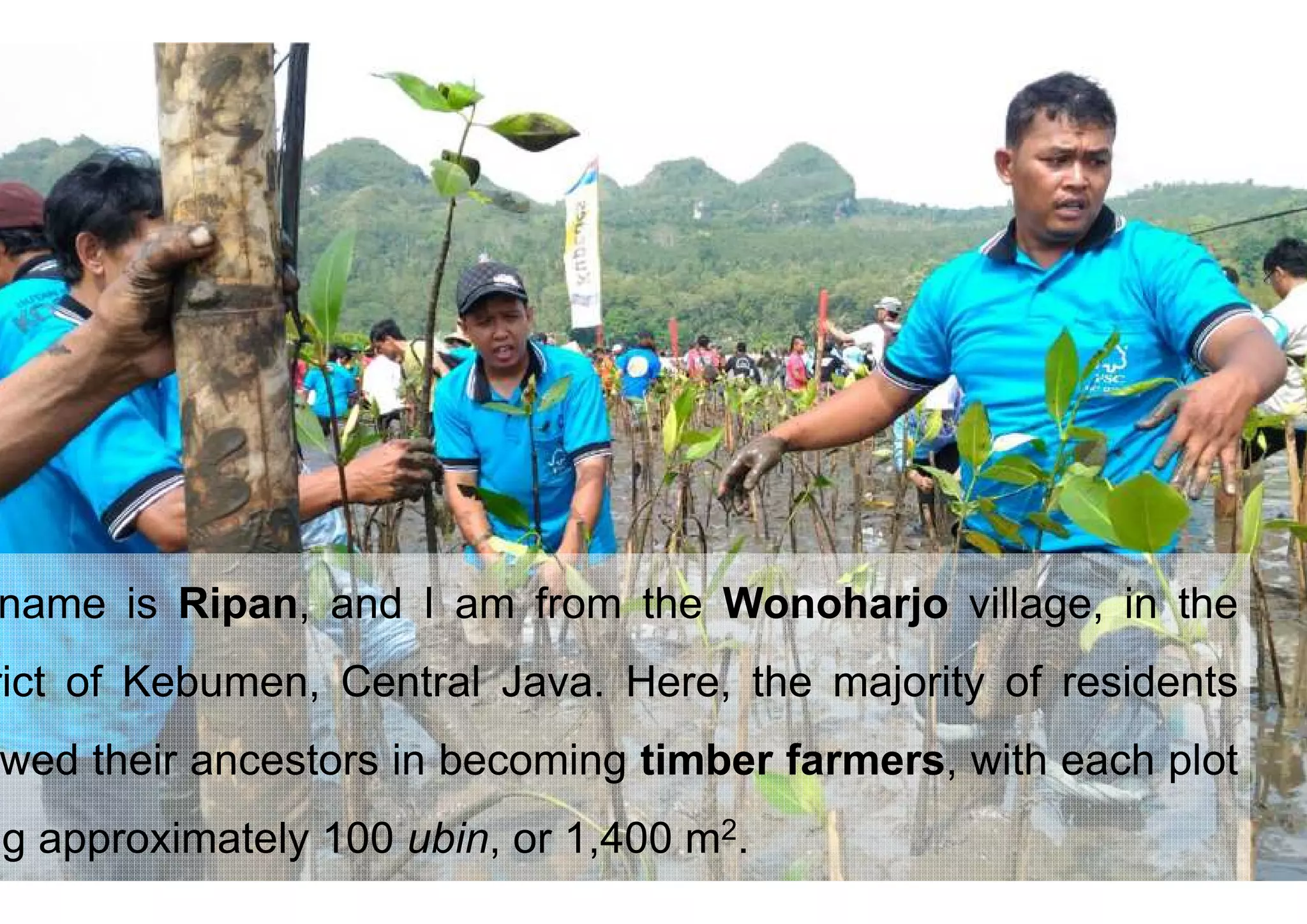 Timber farming in Central Java | PPT
