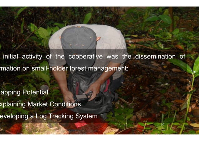 Timber farming in Central Java | PPT