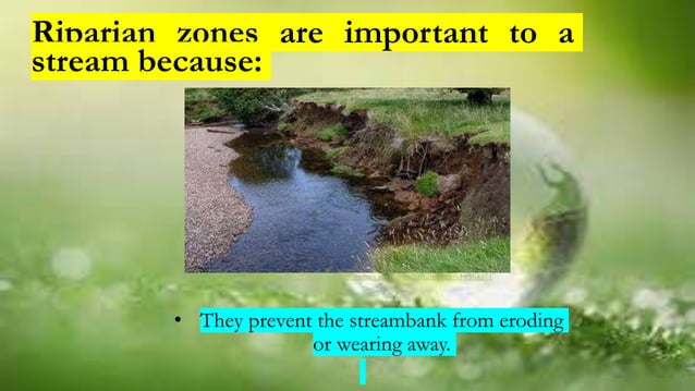 Riparian-Ecology-ppt-report . powerpoint presentation | PPTX ...