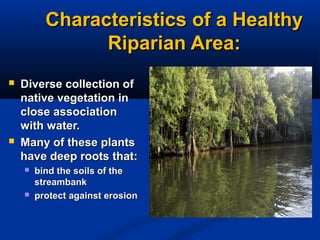 Riparian stream restoration bosque river stephenville | PPT