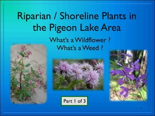 Riparian / Shoreline Plants in
   the Pigeon Lake Area
        What’s a Wildflower ?
         What’s a Weed ?




            Part 1 of 3
                                 1
 