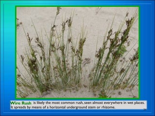 Riparian plants part 1 display version | KEY