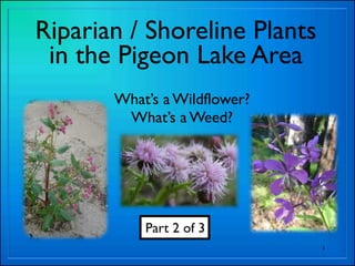 Riparian / Shoreline Plants
 in the Pigeon Lake Area
       What’s a Wildflower?
        What’s a Weed?




           Part 2 of 3
                              1
 